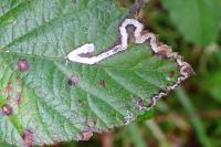 Stigmella