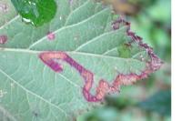 Stigmella