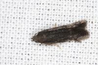 Stomopteryx