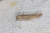 Coleophora texanella