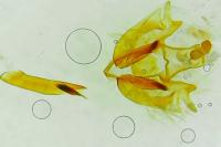 Depressaria pseudobadiella