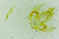 Agonopterix cnicella