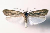 Ethmia candidella