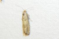 Eucosma