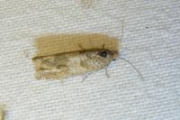 Eucosma