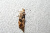 Eudemis profundana
