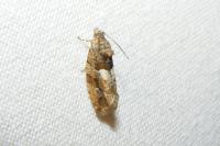 Eudemis profundana