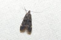 Dichomeris alacella
