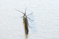 Coleophora