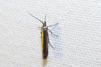 Coleophora