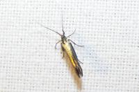 Coleophora