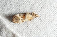 Neocochylis molliculana