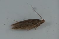 Bryotropha desertella