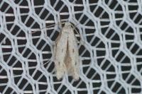 Elachista biatomella