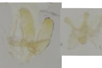 Elachista biatomella