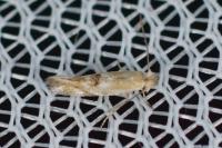 Bucculatrix diffusella