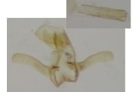 Bucculatrix diffusella