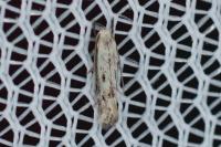 Elachista biatomella