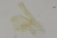 Elachista biatomella