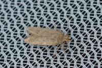 Bryotropha desertella