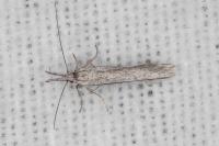 Pleurota ericella