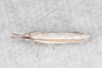 Pleurota ericella