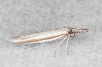 Pleurota ericella