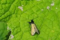 Adela reaumurella