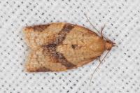Clepsis consimilana