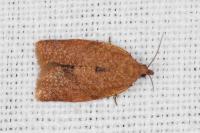 Clepsis consimilana