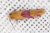 Diceratura amaranthica