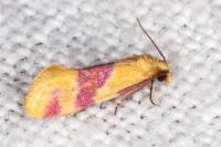 Diceratura amaranthica