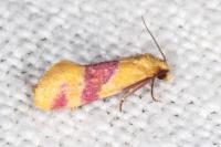 Diceratura amaranthica