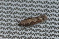 Caryocolum marmoreum marmoreum