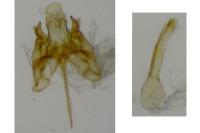 Caryocolum marmoreum marmoreum