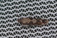 Caryocolum marmoreum marmoreum