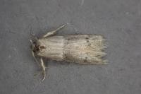 Hypatopa segnella