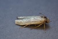 Hypatopa segnella