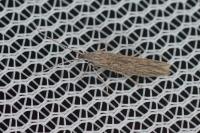 Coleophora texanella