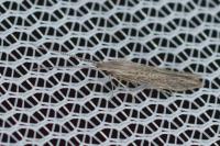 Coleophora texanella