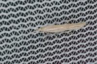 Coleophora asteris