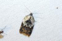 Acleris variegana