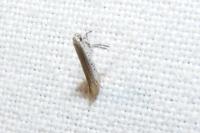 Aspilapteryx tringipennella