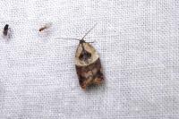 Acleris variegana