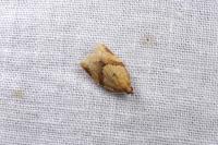Clepsis consimilana
