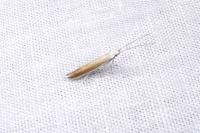 Coleophora