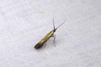Coleophora