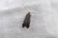 Dichomeris alacella