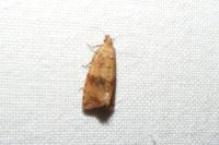 Celypha striana