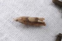 Eucosma conterminana
